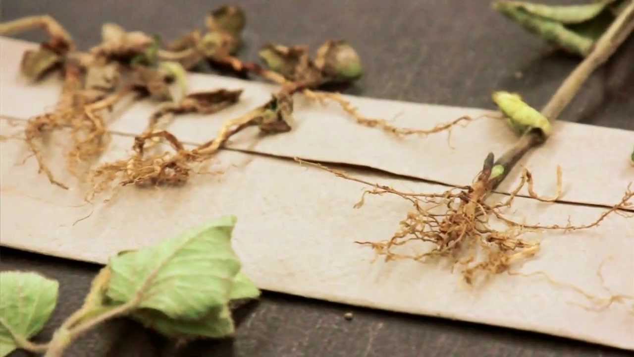 Root Rot on Soybeans YouTube