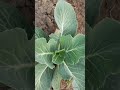 Cabbage plants 🥬🌱
