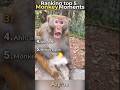 Top 5 FUNNY Monkey Moments 🐒😂 #monkey #funnyshorts