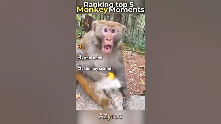 Top 5 FUNNY Monkey Moments 🐒😂 #monkey #funnyshorts