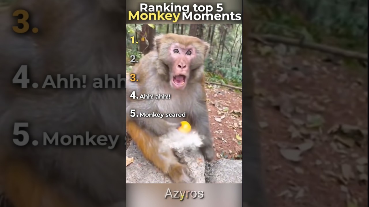 Top 5 FUNNY Monkey Moments 🐒😂 #monkey #funnyshorts