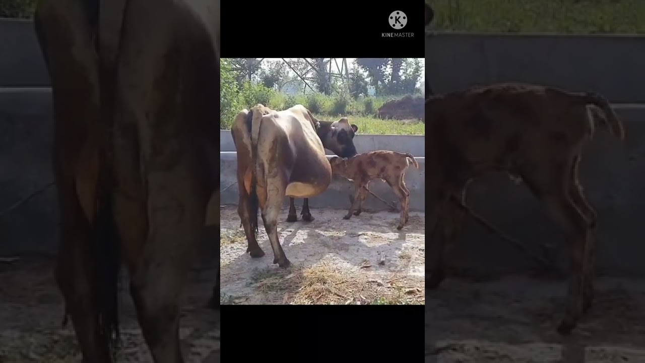 Jersey Cow gave Birth