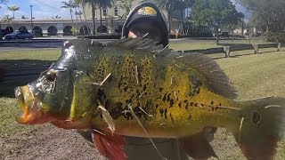 How To Catch Big Peacock Bass In Miami!