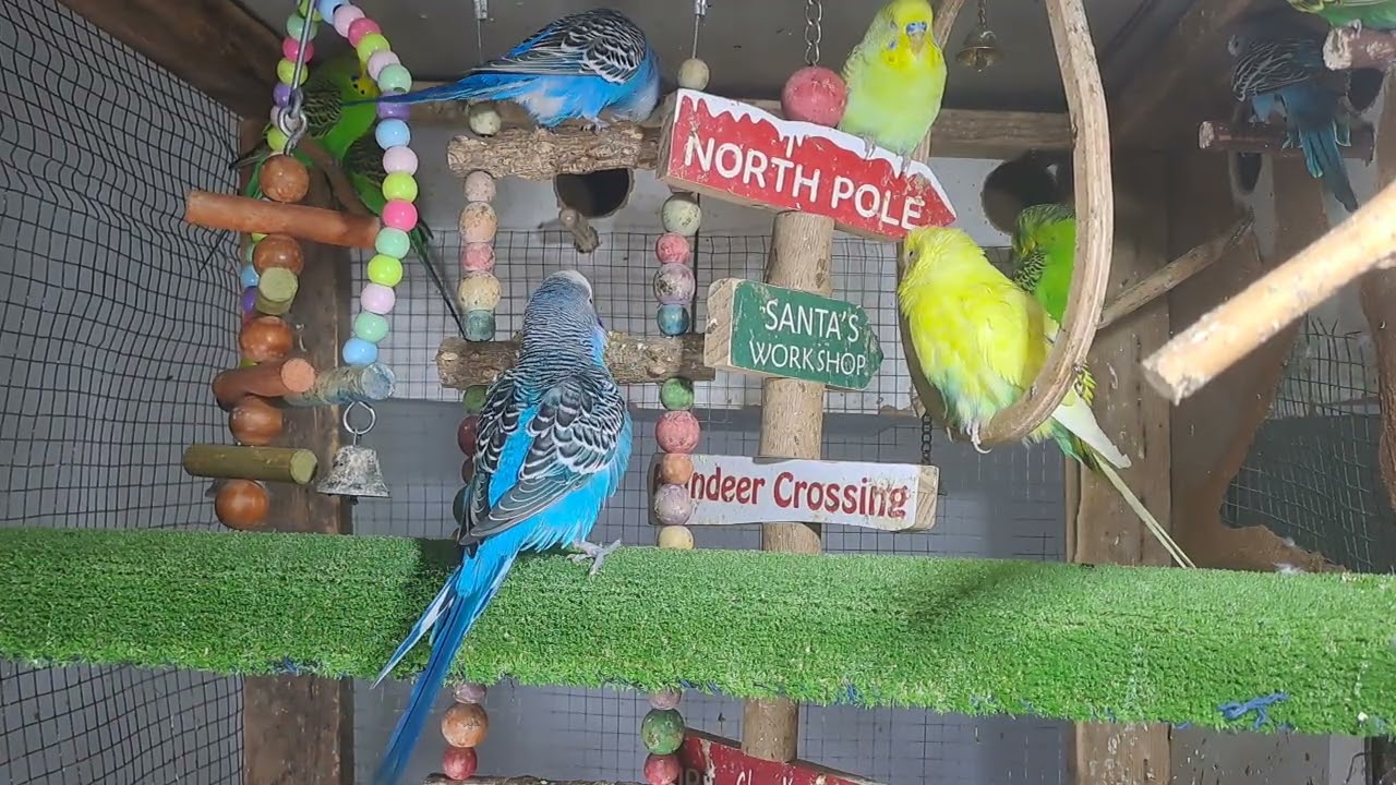 “Meet the smartest parrot on the internet 😎🦜 #Trending”