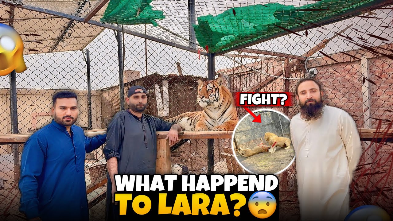 Billu Lion Fight With Lioness🦁😱|What Happend To Lara Tigeres🐅😭😱