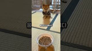 참을성 가득한 시바견의 매력