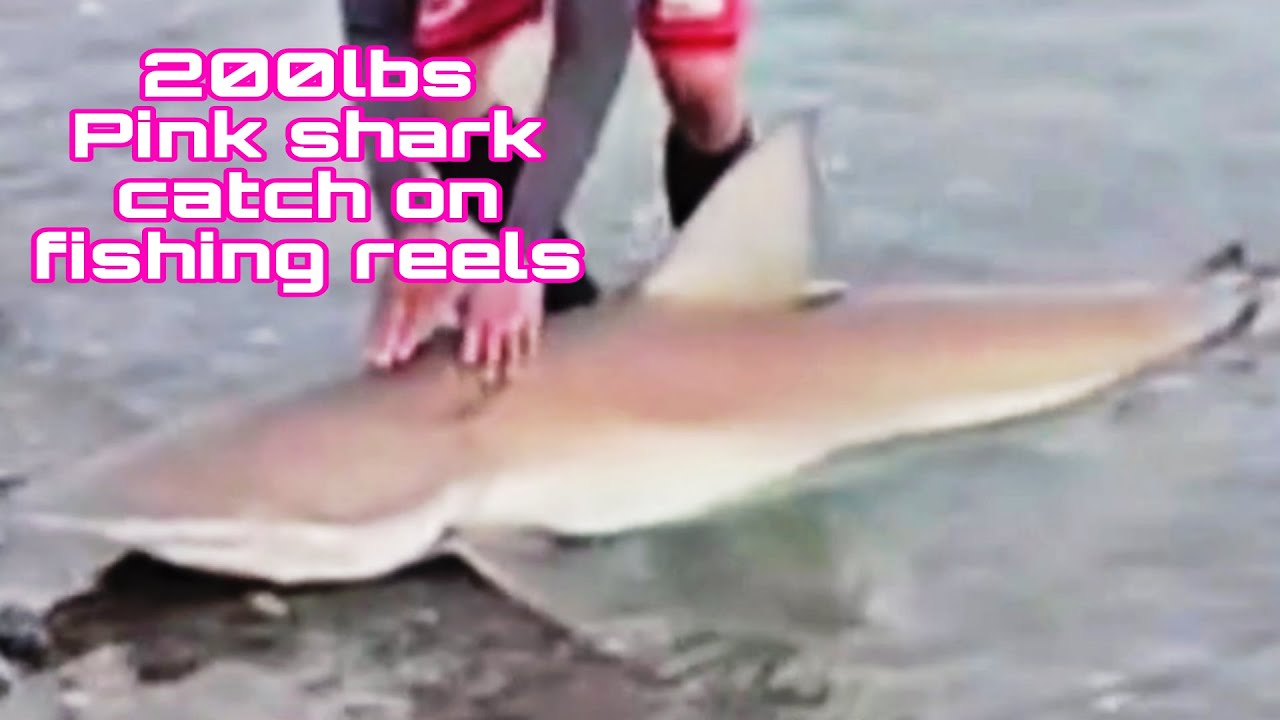 Monster pink shark casting fishing 