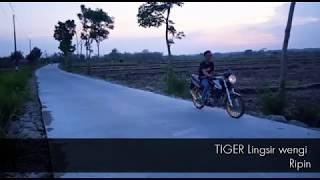 SETING TIGER HEREX DAN GL HEREK LINTAS BARAT