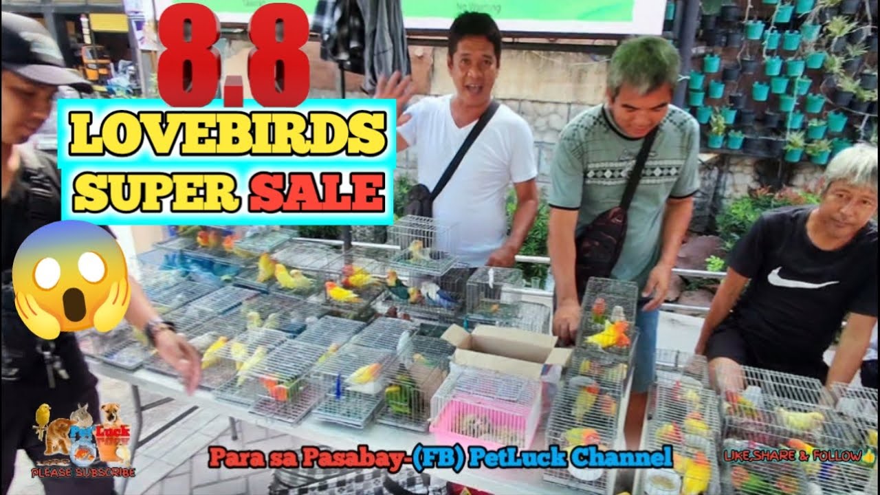 LOVEBIRDS SALE SA OBANDO BULACAN