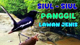 PANCINGAN KACER; siul siul panggil lawan jenisnya 
