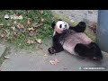 Not Coming Down Till I Get An Extra Snack!  | iPanda