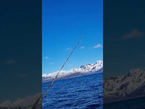 #vesterålen#nordic sea angling# Norge# fishing