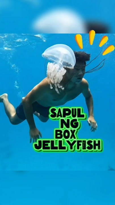 BOX JELLYFISH #fypviralシ #fypyoutube #fypviral #jellyfish