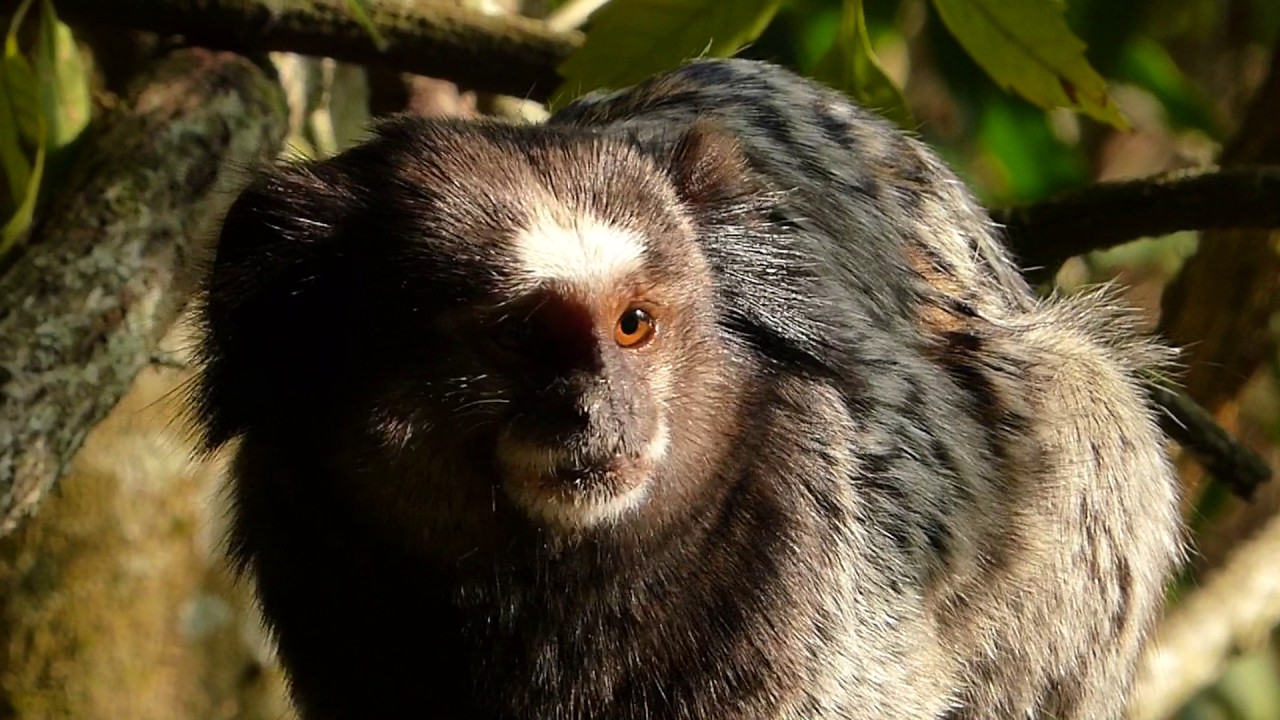 fauna brasileira sertaneja MACACO ARANHA animais selvagem macacos