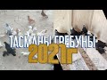 ГОЛУБИ ТАСМАНЫ ОТ ОКТАМА  УЗБЕКИСТАН Г ГУЛИСТАН 2021г PIGEONS