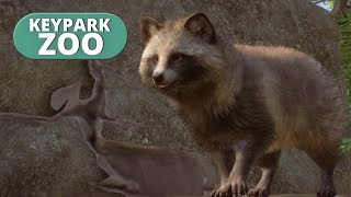 Squeezing in some Asia Animal Pack ! | Keypark Zoo Live