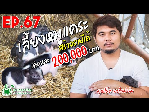 เกษตรกรไทย สร้างรายได้ l Ep67 ตอน เลี้ยงหมูแคระ สร้างรายได้ เดือนละ 200,000 บาท