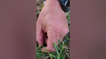 How to check for army worms in your lawn.