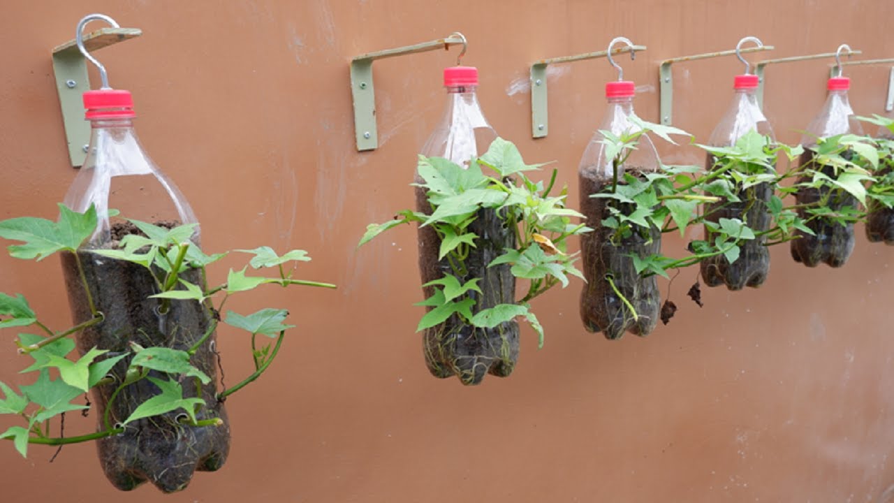 Plantas en botellas