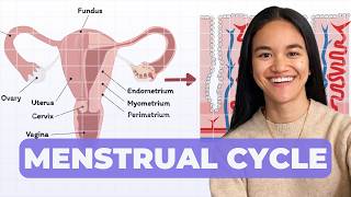 Menstrual Cycle | Female Reproductive Cycle
