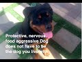Nervous, Protective, Food Aggressive Dog Training Nervous, Protective, Food Aggressive Dog Training