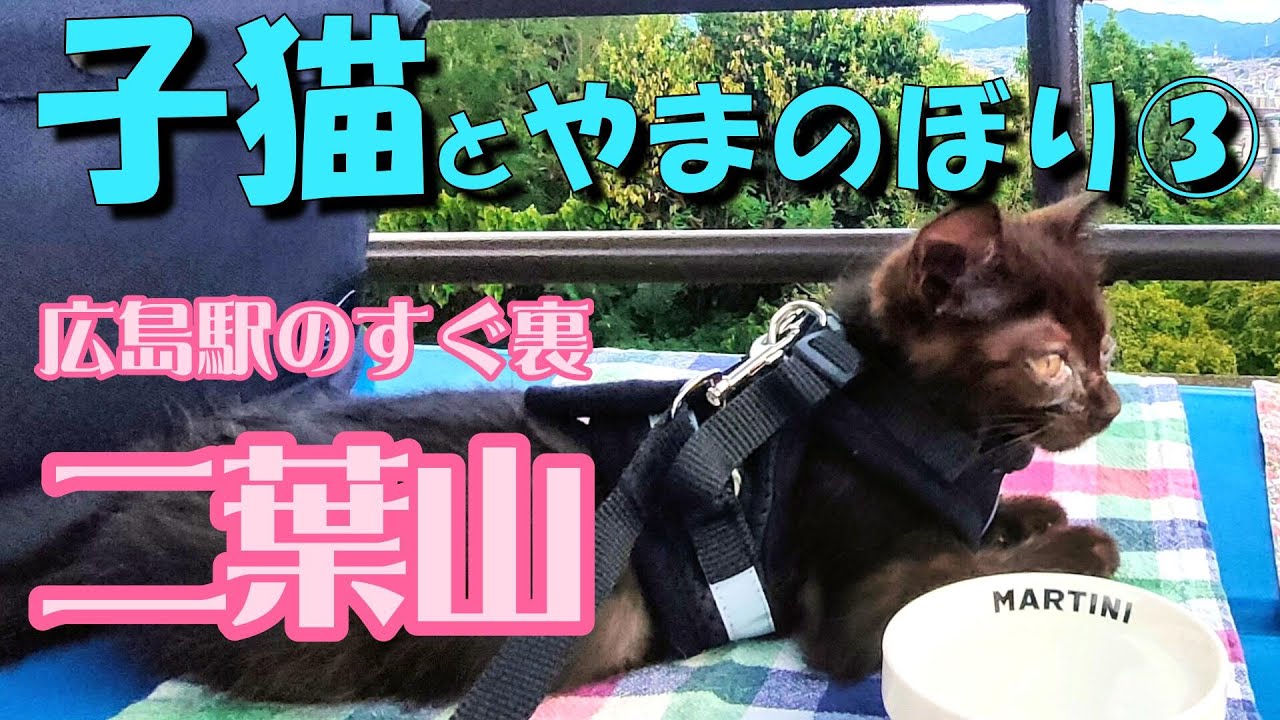 【猫と山登り】広島駅の裏【二葉山】（ふたばやま）に子猫のnoちゃんと登ってきました。2024.9.16.