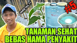 PENYEMPROTAN TANAMAN CABE RAWIT | CARA MENANAM CABE