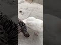 Fascinating Bird Behaviors From Drinking to Flying and Everything In Between