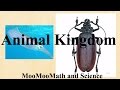 Exploring the Animal Kingdom and Its Diverse Traits