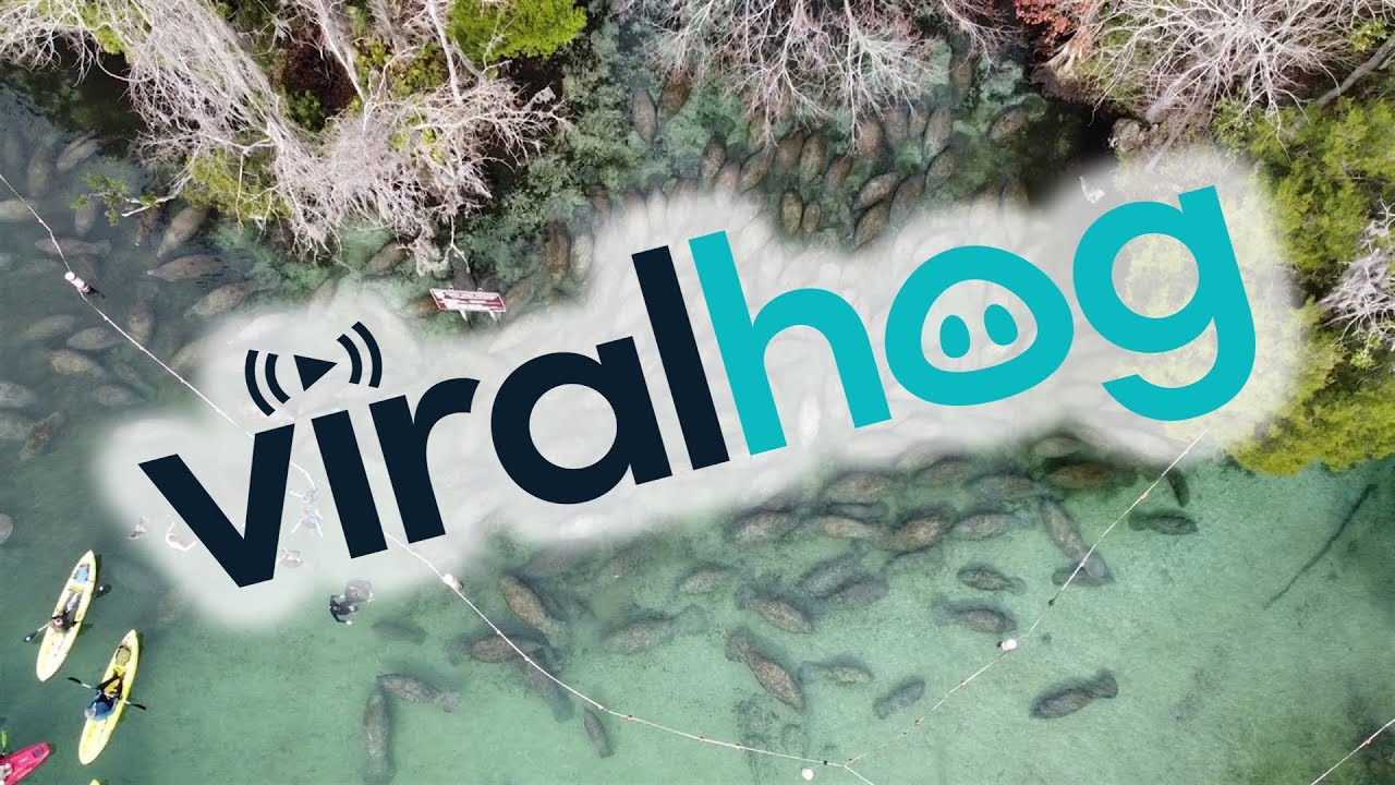 Herd of Manatees Trying to Keep Warm During Winter || ViralHog