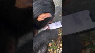 Limbani The Chimpanzee Texting 💬 📲