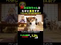 AIおばあちゃんの異常な世界 ペットショップ #AIおばあちゃん #aishorts #AI動画