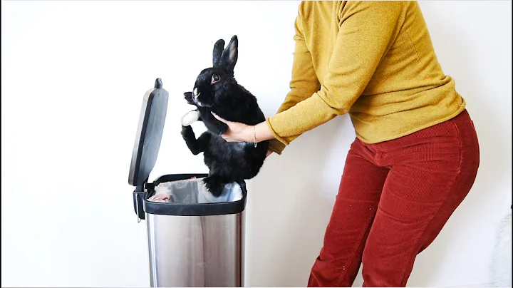 ¡No tires a tu conejo! Descubre cómo reubicarlo de manera responsable
