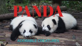 Panda, adorable creatures that need protection.