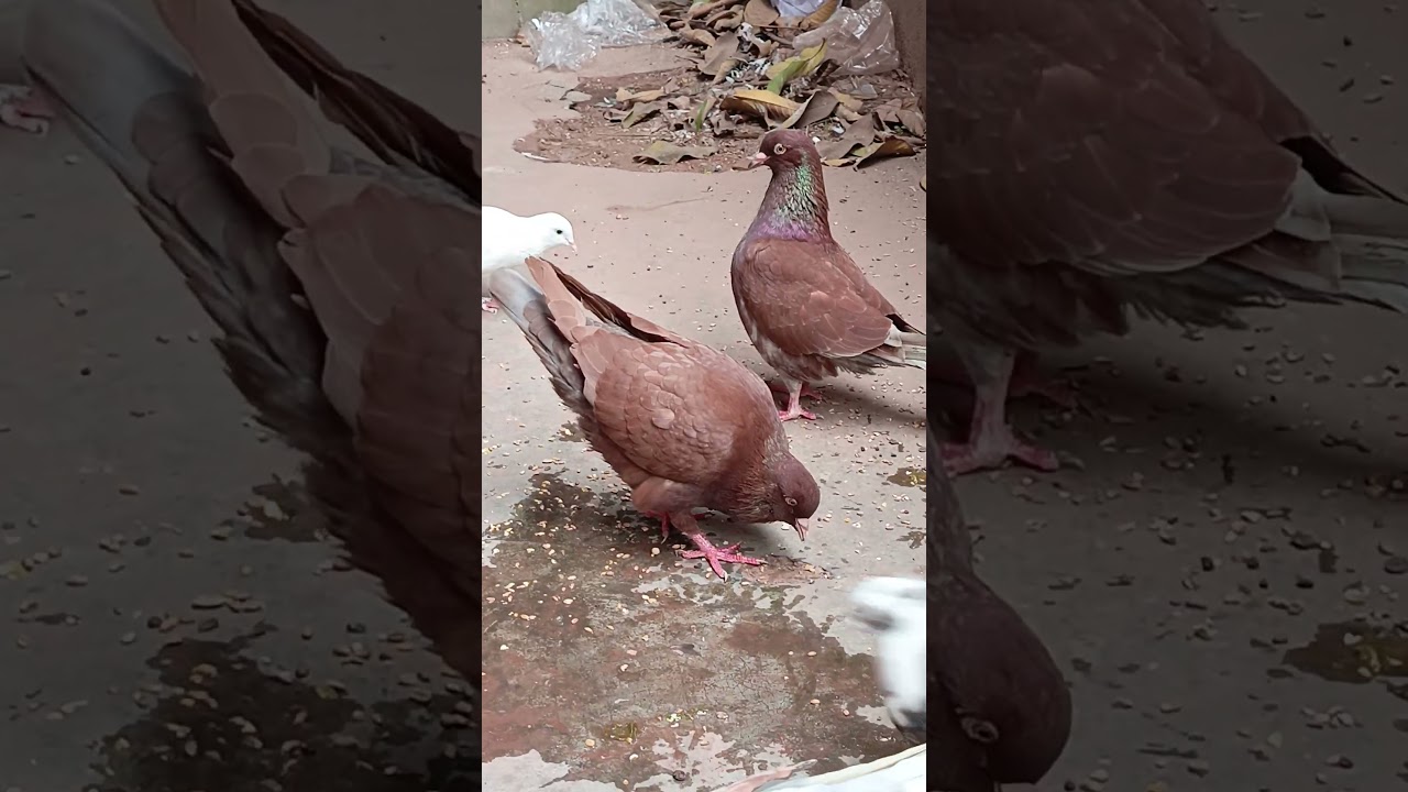 6 Pigeons