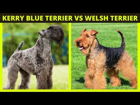 Video: Kerry Blue Terrier Köpek Cinsi Hipoalerjenik, Sağlık Ve Ömrü