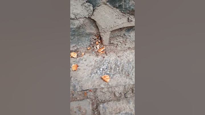 How 🐜 ante colonies evacuate during floods 🤔#ants #shortsviral #1million