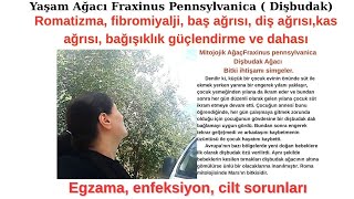 Di̇ş Budak Ağaci, Fraxinus Pennsylvanica Fi̇bromi̇yalji̇, Bel Ağrisi, Kemi̇k Ağrisi, Di̇ş Ağrisi