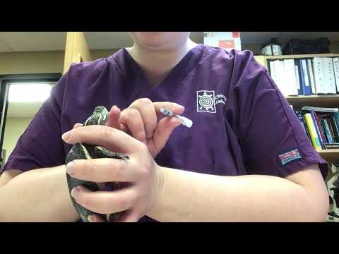 How to give your turtle oral medication