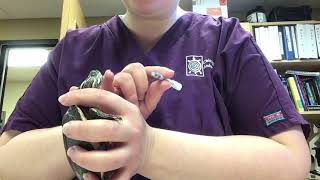 How To Give Your Turtle Oral Medication
