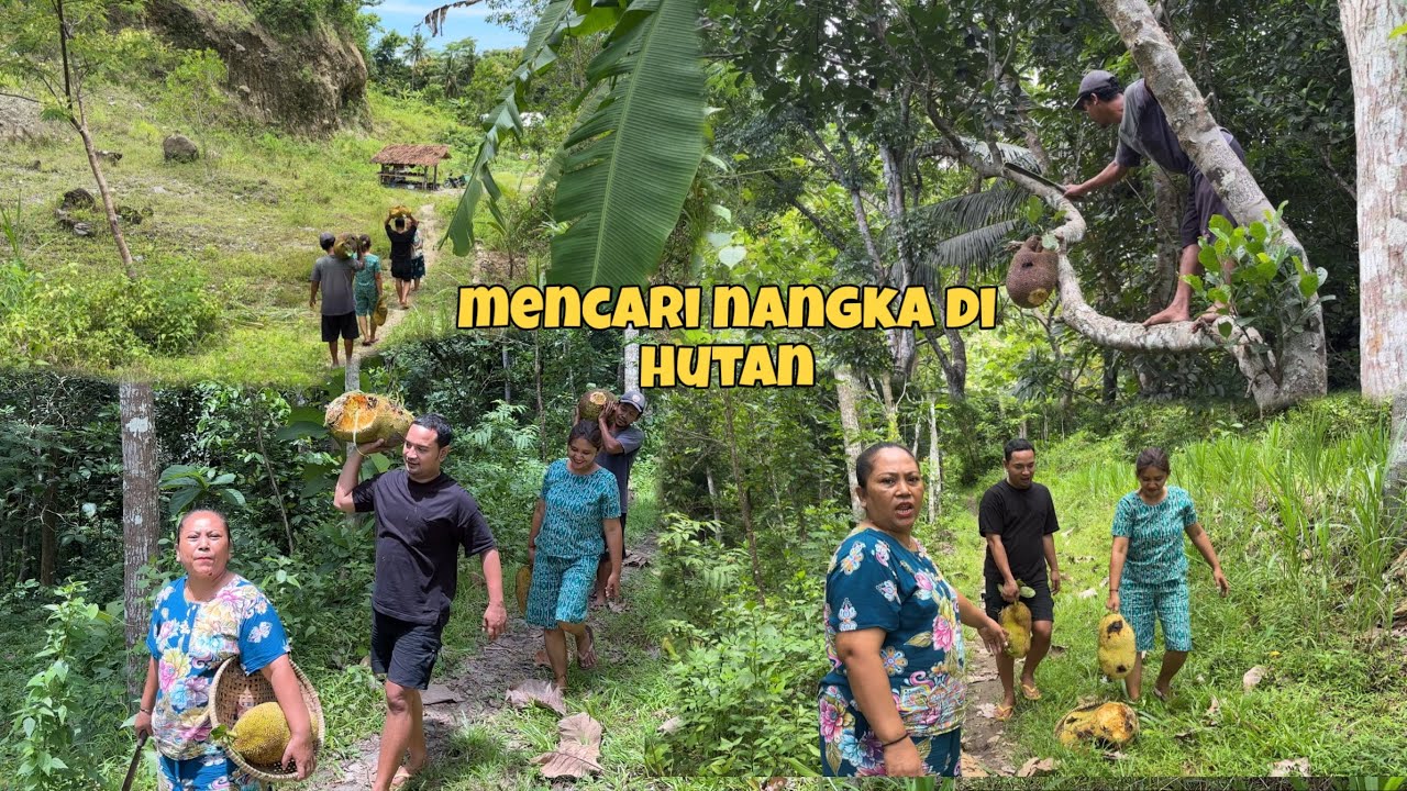 MENCARI NAGKA DI HUTAN || BANYAK YANG DI MAKAN HEWAN LIAR 