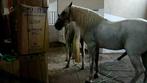 Tem cruzamento de cavalo com vaca?