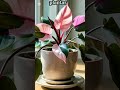 te de manzana dorada la dulzura que despierta la floracion #planta #te#belleza