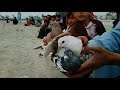 Pigeon Racing Trap Competition | 4 Kabootar Pakray Gaiye