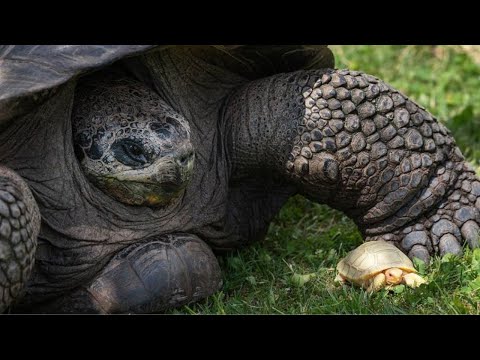 Tiny white tortoise baby is the "first of its kind"