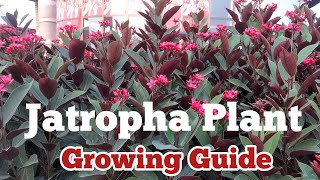 How to Grow and Care Jatropha Plant by KF gardening
