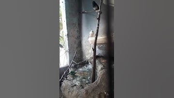 AKTIFITAS BURUNG DI KANDANG MIKRO AVIARY