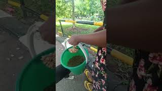 feeding street dogs and cats ( 100 subscribers) #dog #cat #puppy #kitten