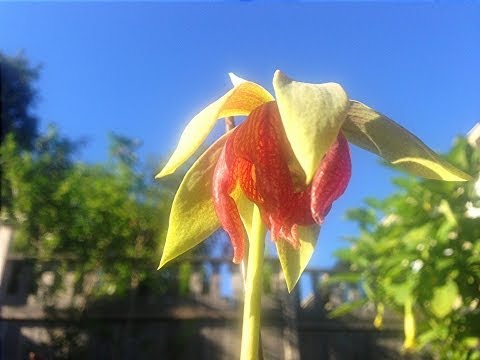 วีดีโอ: ข้อมูล Cobra Lily - วิธีการปลูกต้นเหยือก Cobra Lily