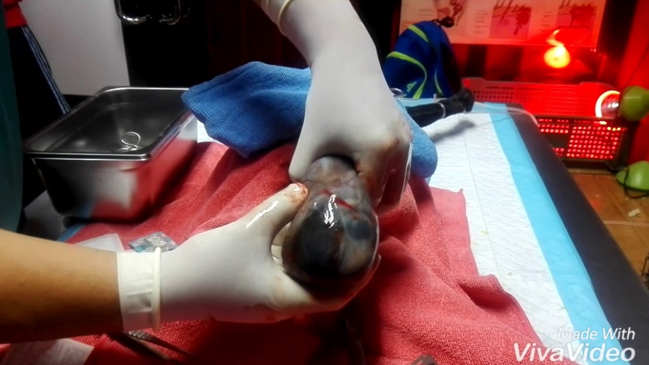 French Bulldog C Section Ph 2017 Youtube